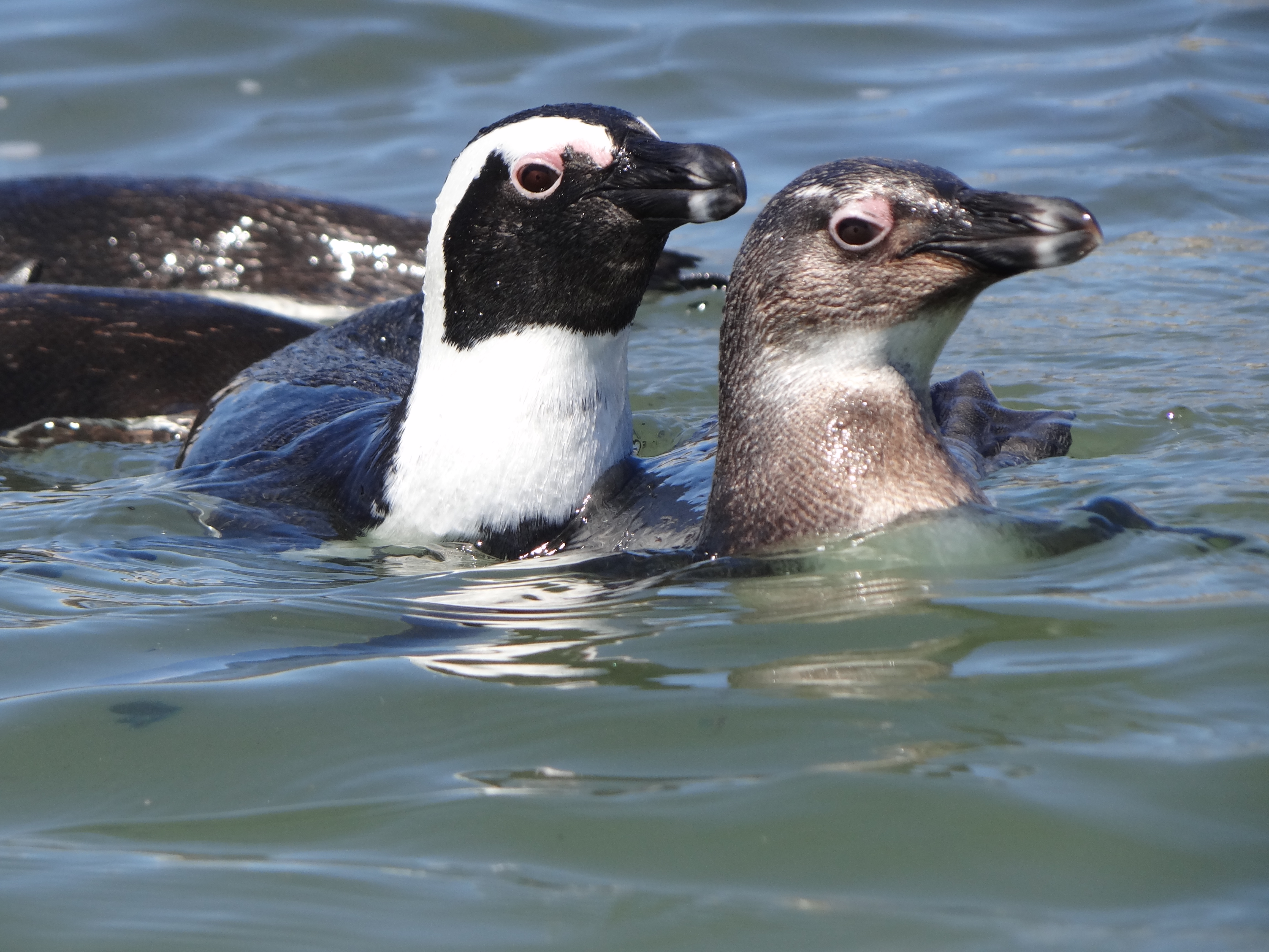 Adult and juvenile African Penguin